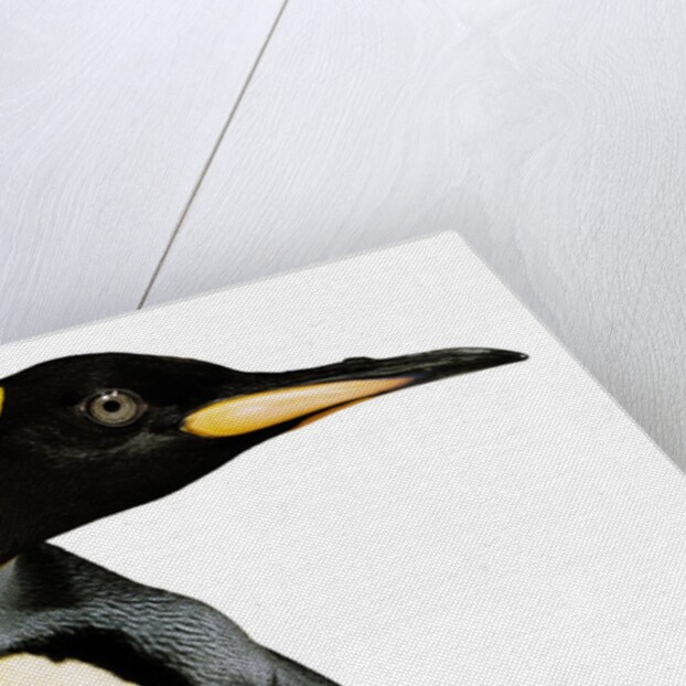 King penguin by Anonymous