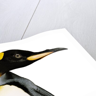 King penguin by Anonymous