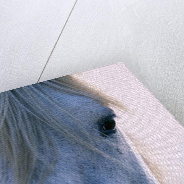 Camargue Horse by Anonymous