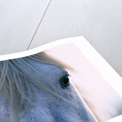 Camargue Horse by Anonymous