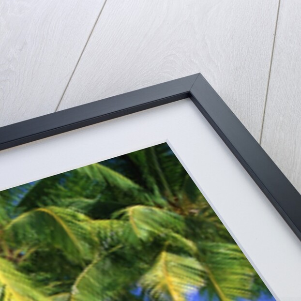 Aitutaki, Cook Islands, New Zealand by Anonymous