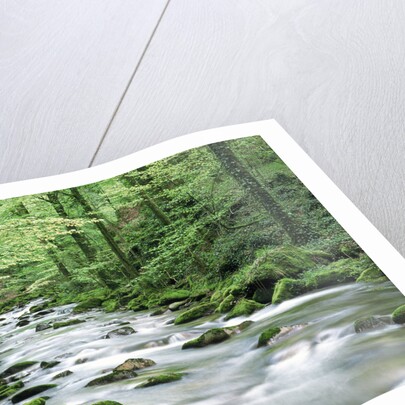 Forest creek with deciduous forest in the Black Forest, Germany by Anonymous