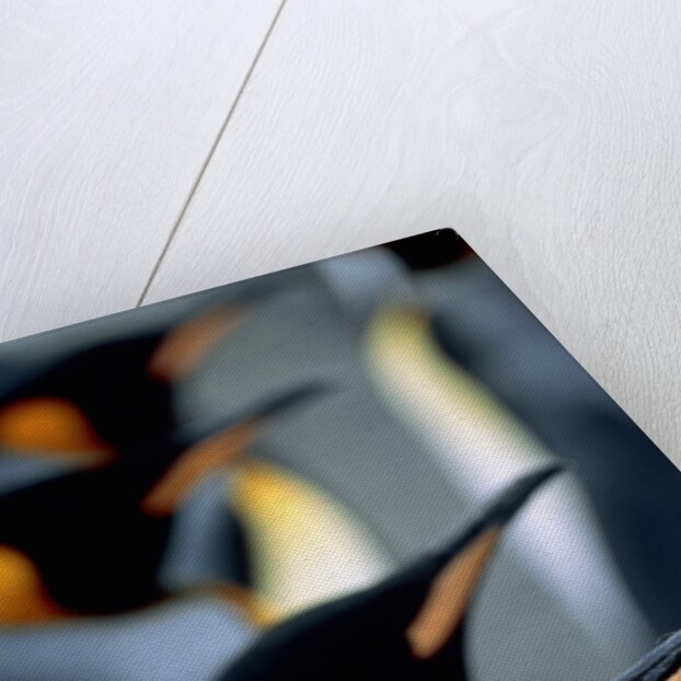 Group of king penguins by Anonymous