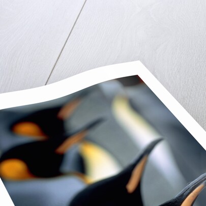 Group of king penguins by Anonymous