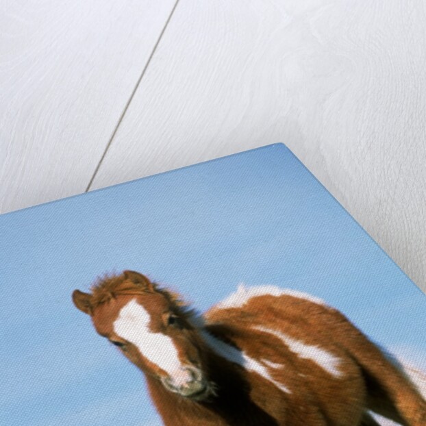 Foal of a Pony standing in the meadow by Anonymous