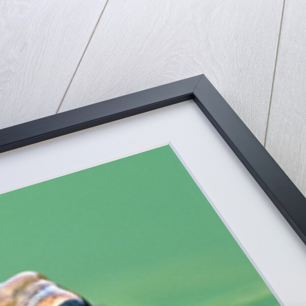 Frog in the water by Anonymous