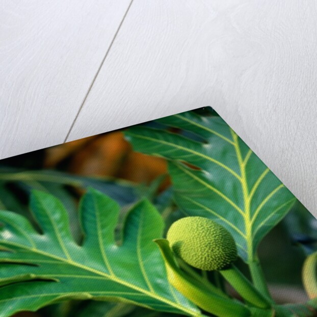 Breadfruit tree on Jamaica by Anonymous