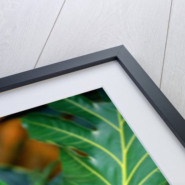 Breadfruit tree on Jamaica by Anonymous