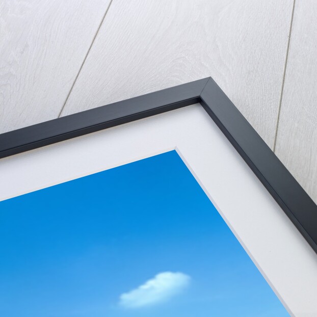 Flower meadow with blooming dandelion by Anonymous