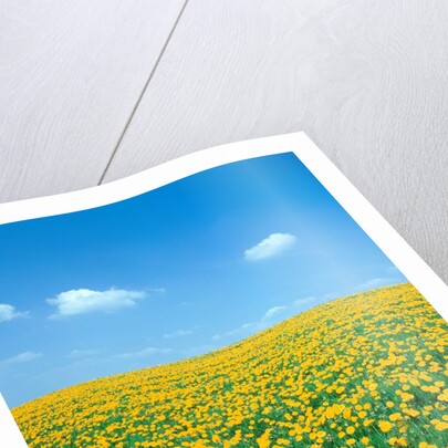 Flower meadow with blooming dandelion by Anonymous