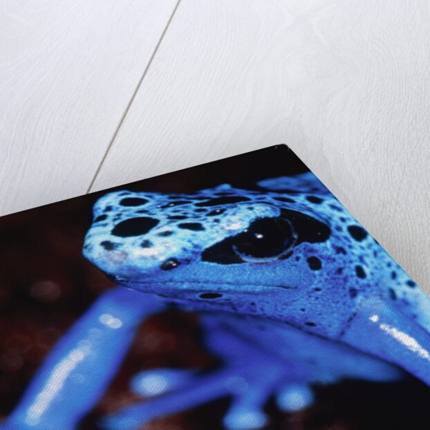 Blue arrow poison frog by Anonymous