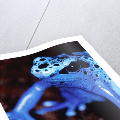 Blue arrow poison frog by Anonymous