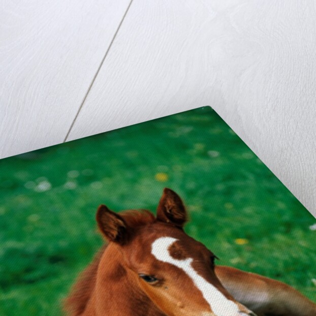 Quarterhorse, brown foal is lying in a meadow by Anonymous