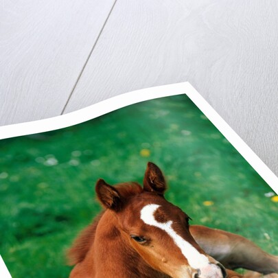 Quarterhorse, brown foal is lying in a meadow by Anonymous