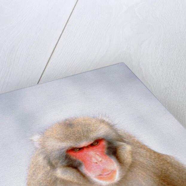 Red-faced makak by Anonymous