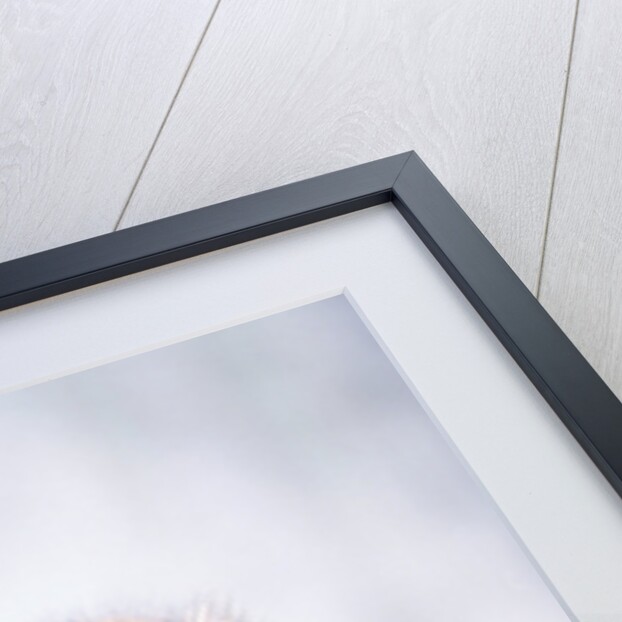 Red-faced makak by Anonymous