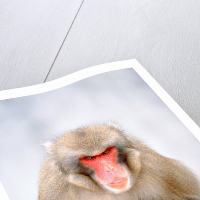 Red-faced makak by Anonymous