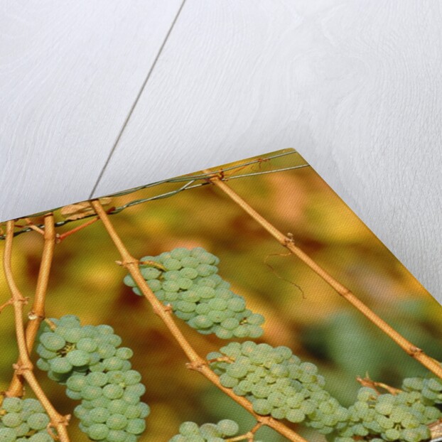 Riesling grapes hanging on vine shoots by Anonymous