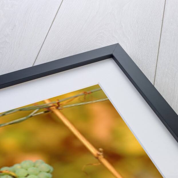Riesling grapes hanging on vine shoots by Anonymous