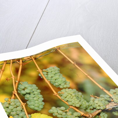 Riesling grapes hanging on vine shoots by Anonymous