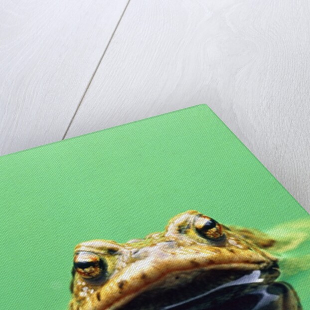 Frog in the water by Anonymous