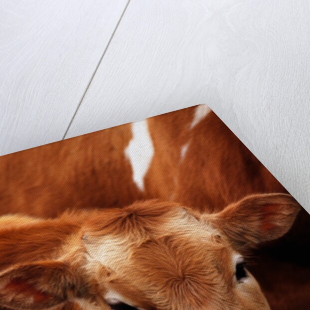 Calf at grass by Anonymous