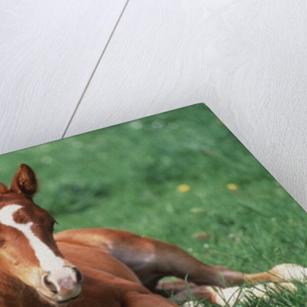 Young Horse Lying in Pasture by Anonymous