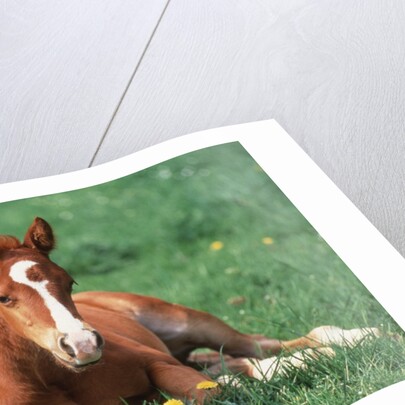 Young Horse Lying in Pasture by Anonymous