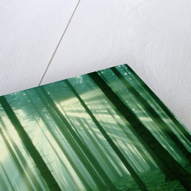 Sunbeams through forest trees, morning by Anonymous