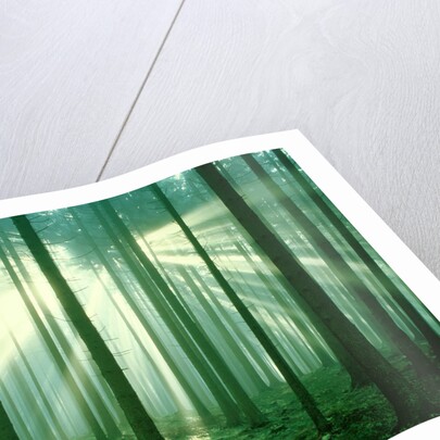 Sunbeams through forest trees, morning by Anonymous