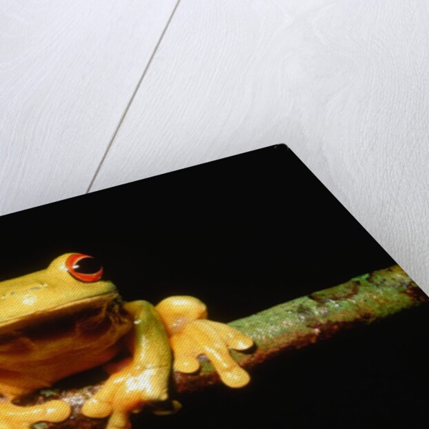 Red-eyed tree frog by Anonymous