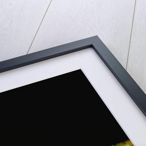 Red-eyed tree frog by Anonymous