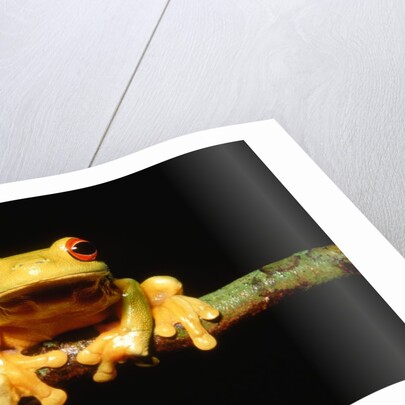 Red-eyed tree frog by Anonymous