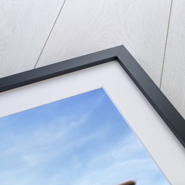 Portrait of Yorkshire piglet by Anonymous