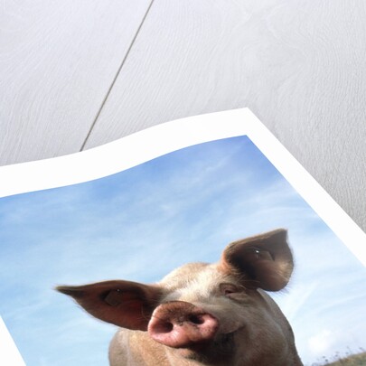 Portrait of Yorkshire piglet by Anonymous