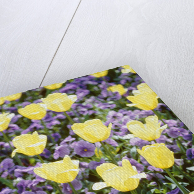 Yellow tulips between purple pansys by Anonymous