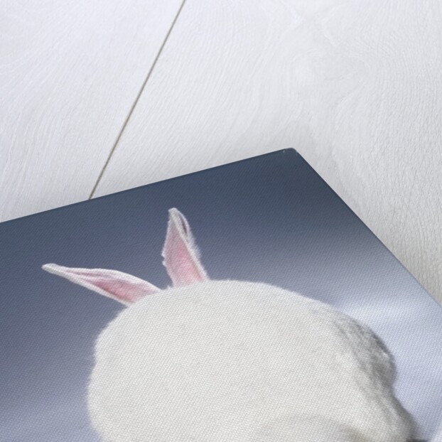 White Rabbit by Anonymous