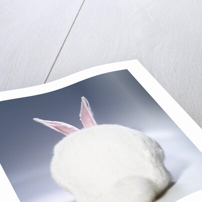 White Rabbit by Anonymous