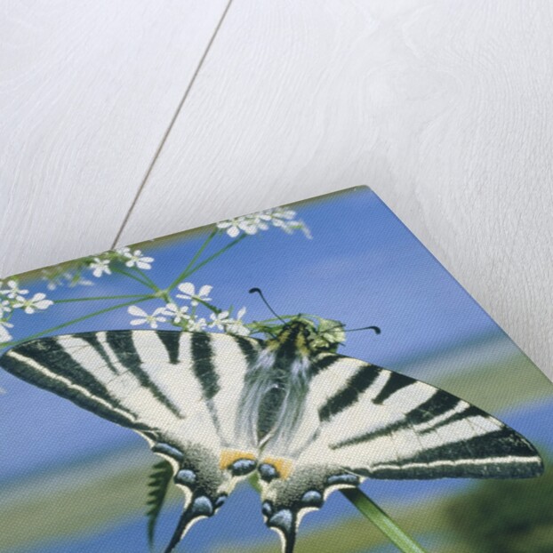Sail butterfly sitting on a blossom by Anonymous