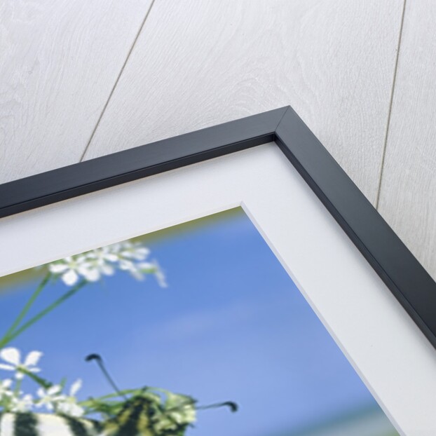 Sail butterfly sitting on a blossom by Anonymous