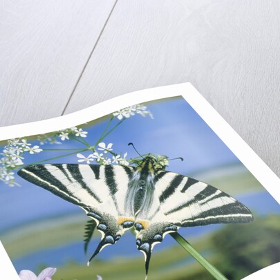 Sail butterfly sitting on a blossom by Anonymous