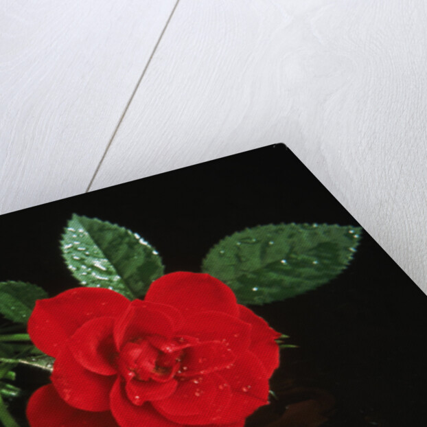 Red rose blossoming with drops of water by Anonymous