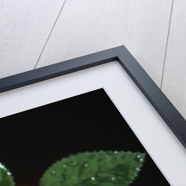 Red rose blossoming with drops of water by Anonymous