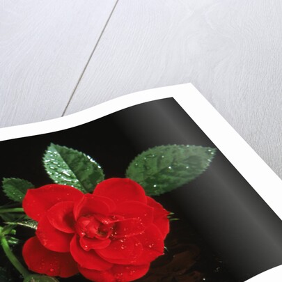 Red rose blossoming with drops of water by Anonymous