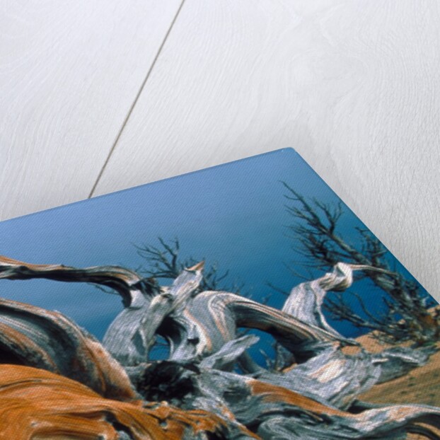 Dead tree, Bryce Canyon National Park, Utah, USA by Anonymous