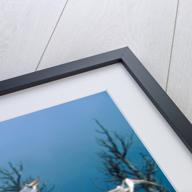 Dead tree, Bryce Canyon National Park, Utah, USA by Anonymous