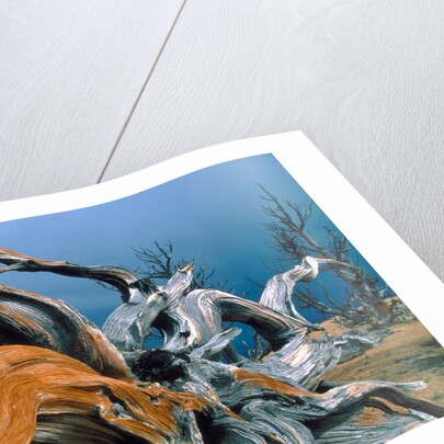 Dead tree, Bryce Canyon National Park, Utah, USA by Anonymous