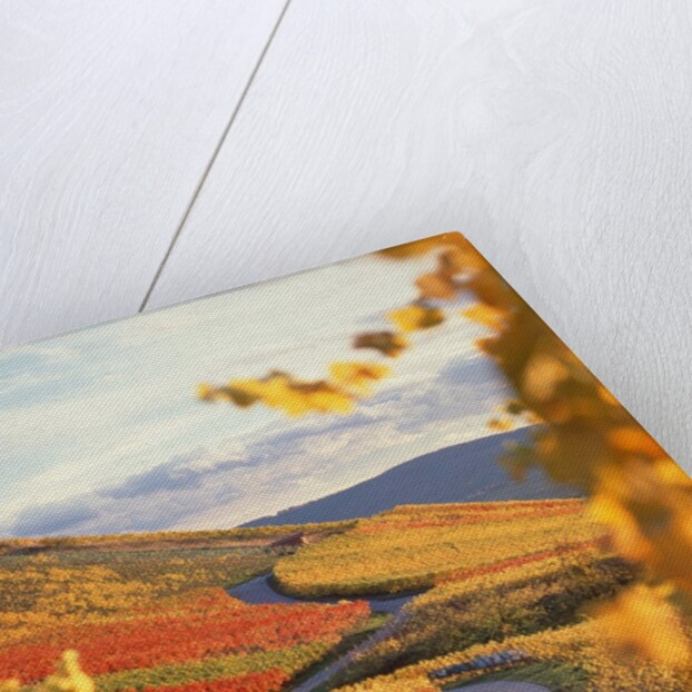 Vineyards in autumn in Esslingen/Neckar by Anonymous
