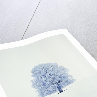 Tree in winter by Anonymous