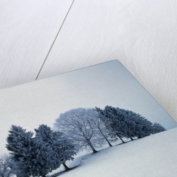 Group of trees in winter by Anonymous